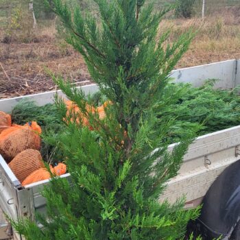 Cupressocyparis leylandii