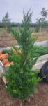 Cupressocyparis leylandii