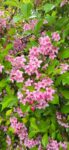 WEIGELA ROSEA 50 cm