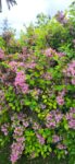 WEIGELA ROSEA 50 cm