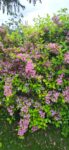 WEIGELA ROSEA 50 cm