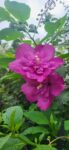HIBISCUS SANCHOYO 50-70cm