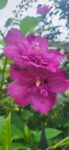 HIBISCUS SANCHOYO 50-70cm