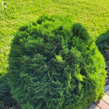 Tuia globulara - Thuja occ.Danica 25-30 cm diametru
