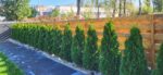Tuia (Thuja) Occ. Smaragd 70-80cm