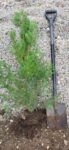 Tuia (Thuja) Orientalis Biota se mai adauga pozele atasate