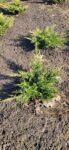 Juniperus Pfizeriana Gold Coast
