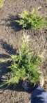 Juniperus Pfizeriana Gold Coast