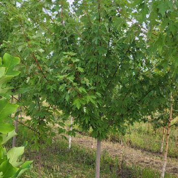 Artar argintiu -Acer Saccharinum