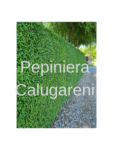 Pepiniera Calugareni (2)
