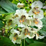 CATALPA BIGNONIOIDES 1