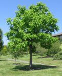 CATALPA BIGNONIOIDES 1