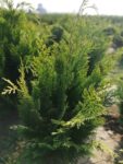 CHAMAECYPARIS LAWSONIANA STARDUST 90-100 cm