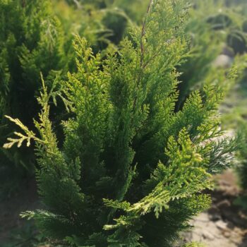 CHAMAECYPARIS LAWSONIANA STARDUST 90-100 cm