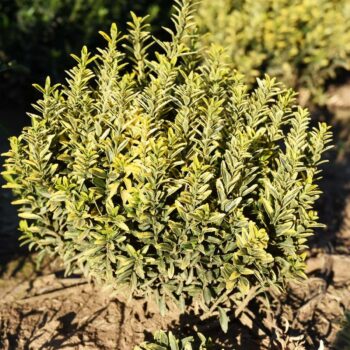 Pepiniera Calugareni 30 EUONIMUS MICROPHILUS GOLD 20cm