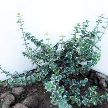 Pepiniera Calugareni 38 EUONYMUS EMERALD GAIETY 30cm