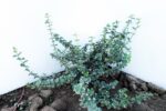 EUONYMUS EMERALD GAIETY 30cm