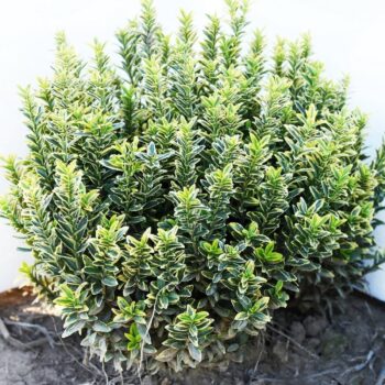 Pepiniera Calugareni 49 Euonimus microphilus gold