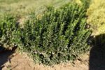Euonimus microphilus  green