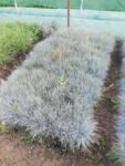 Festuca Glauca (iarba albastra)