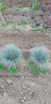 Festuca Glauca (iarba albastra)