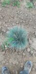 Festuca Glauca (iarba albastra)