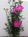 HIBISCUS SANCHOYO 50-70cm
