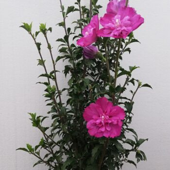 HIBISCUS SANCHOYO 50-70cm