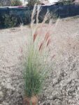 Iarba decorativa Miscanthus