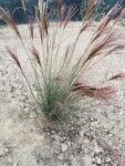 Stuf chinezesc -Miscanthus Sinensis 1 Iarba decorativa Miscanthus