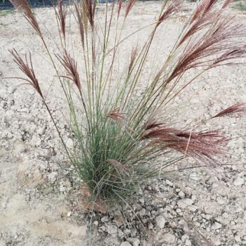 Pepiniera Calugareni 17 Iarba decorativa Miscanthus