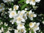 Iasomie Bouquet Blanc...