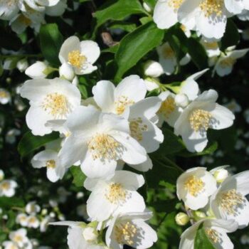 Iasomie Bouquet Blanc...