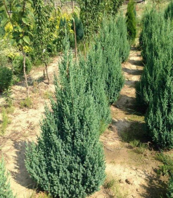 Ienupar Juniperus CHINENSIS STRICTA 70 80cm 1