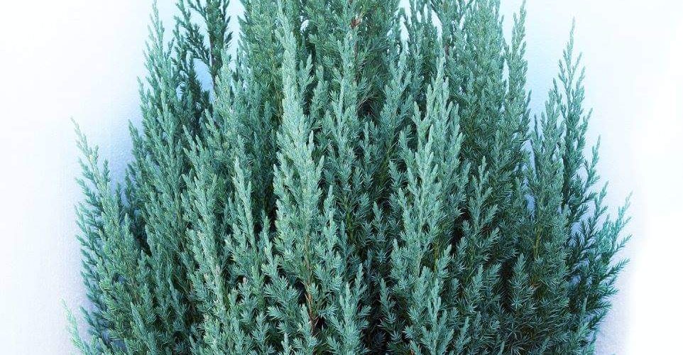 Ienupar (Juniperus) CHINENSIS STRICTA 70 - 80cm...