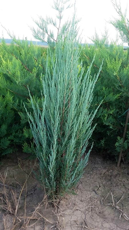 Ienupar Juniperus SKYROCKET 100 110cm 2