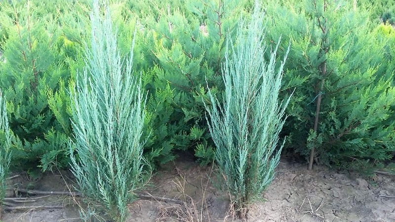 Ienupar (Juniperus) SKYROCKET 60 -70cm   PEPINIERA CALUGARENI...