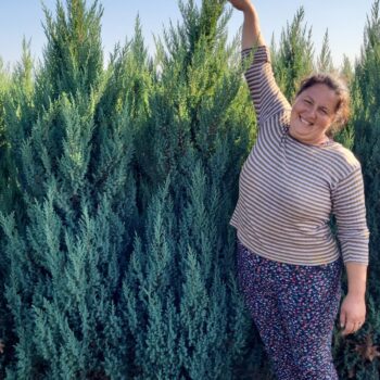 Pepiniera Calugareni 52 Ienupar chinezesc -Juniperus chinensis Stricta