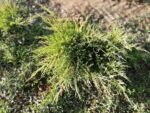 Juniperus Pfizeriana Gold Coast