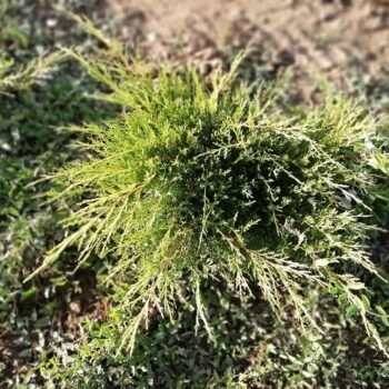 Juniperus Pfizeriana Gold Coast