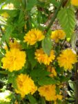KERRIA JAPONICA PLENIFLORA 40-50cm