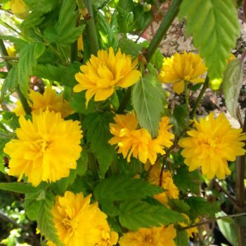 Pepiniera Calugareni 53 KERRIA JAPONICA PLENIFLORA 40-50cm