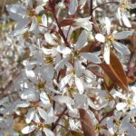 LAMARCKII – ARBORELE DE STAFIDE – MERISOR DE MIERE 2m