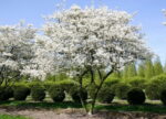 LAMARCKII - ARBORELE DE STAFIDE - MERISOR DE MIERE 2m
