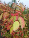 LAMARCKII – ARBORELE DE STAFIDE – MERISOR DE MIERE 2m