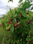 LAMARCKII – ARBORELE DE STAFIDE – MERISOR DE MIERE 2m