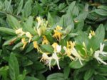 LONICERA JAPONICA - Mana Maicii Domnului – Caprifoi 40-50 cm