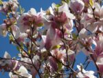 Magnolia Soulergiana 100cm