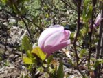 Magnolia Soulergiana 100cm