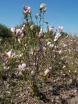 Magnolia Soulergiana 100cm